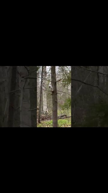 A little squirrel I helped out