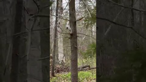 A little squirrel I helped out