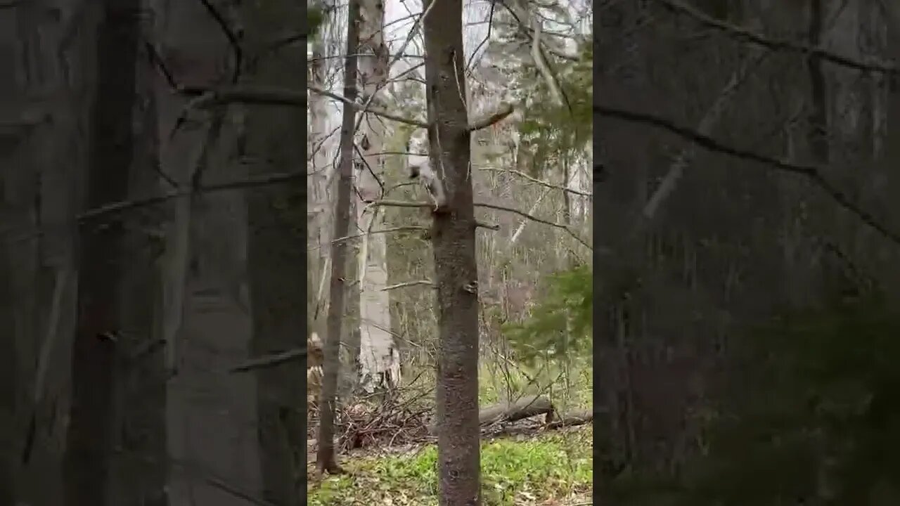 A little squirrel I helped out