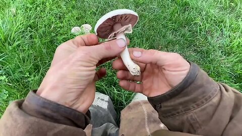 Foraging Year Supply Of Wild Portobello Mushrooms