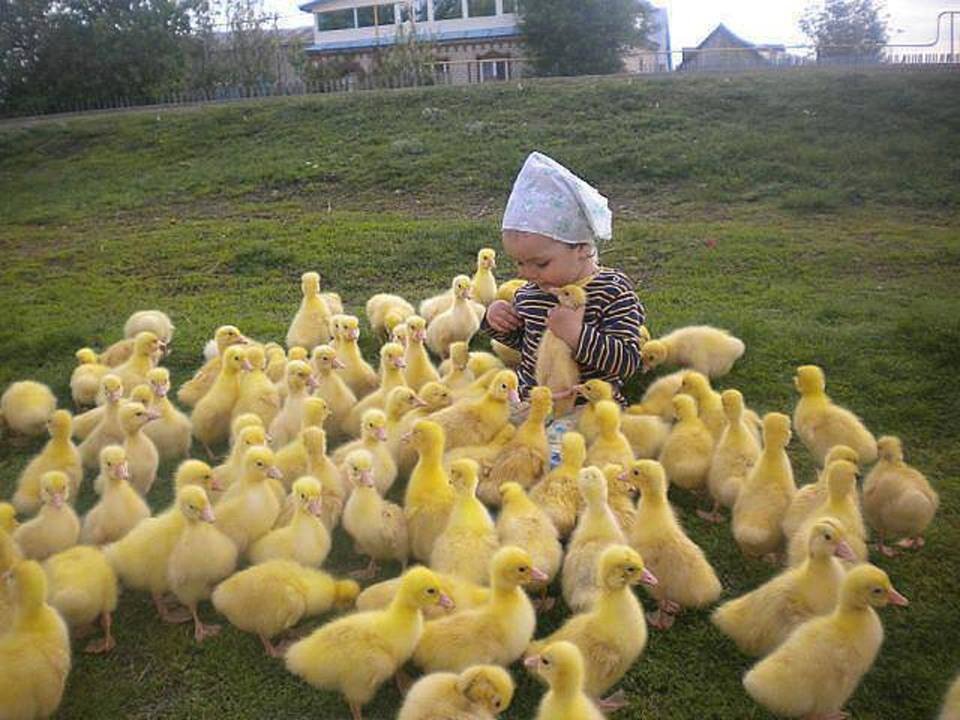 This Little Vietnamese cute is so scared to feeding cuople of duckling