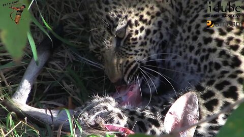 Leopard And Cub - Life Outside The Bushcamp - 24: Feeding On A Duiker