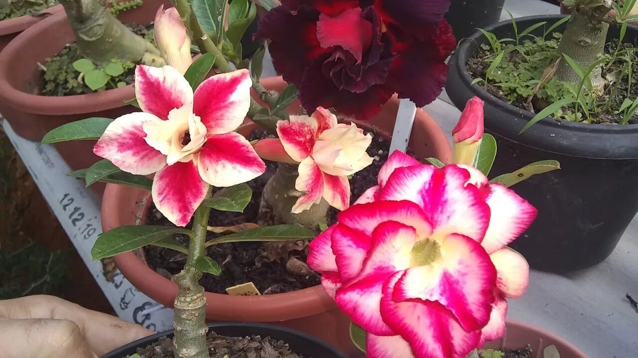 rosas do deserto negra,roxa, amarela e branca como estou catalogando as mudas de sementes