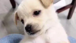 Amazing dogs 🐶 trending video