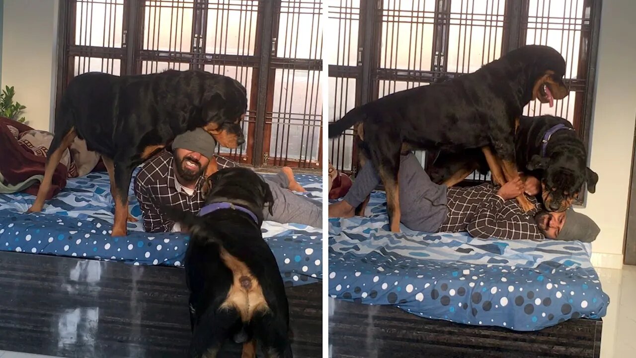 Who plays with his Rottweiler like this.|| Mr.Bolt & Nut
