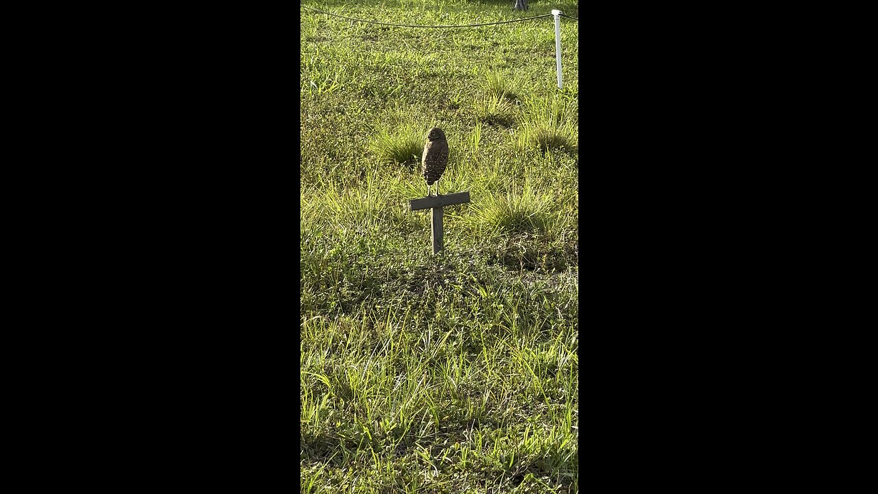 If that electrical equipment can do this to my phone while it’s recording… #BurrowingOwls #4K