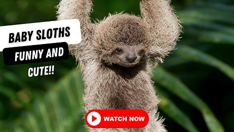 Soo Cute!! Baby Sloths