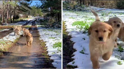 Puppies running towards you!