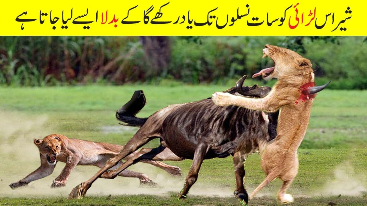 جانوروں کی آپس میں ہونے والی بہت ہی زبردست لڑائیاں | The Most Intense Battles of Wild Animals