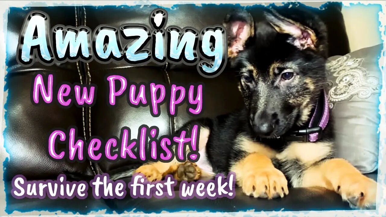 Amazing Guide to New Puppy Equipment! A Brilliant List for New Puppy!