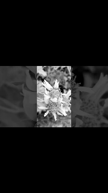 bhola gel mere #shorts #shorts