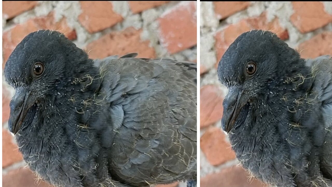 Can baby pigeon smile 😊😁😊😊