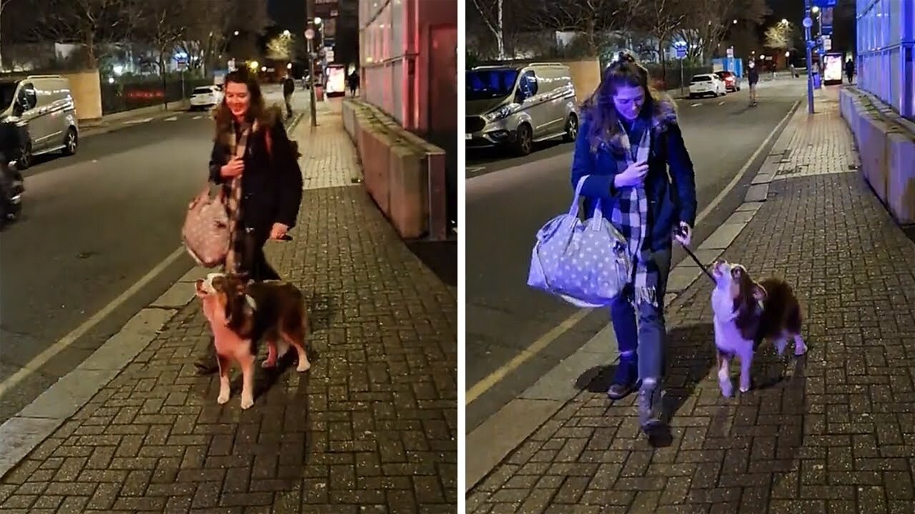 Pup howls along to passing fire engine