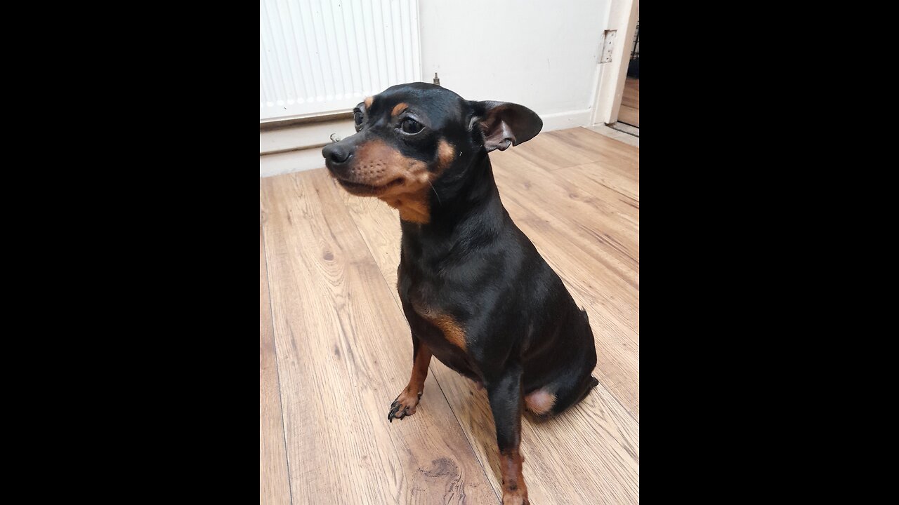 Miniature pinscher (Dobermann lookalike