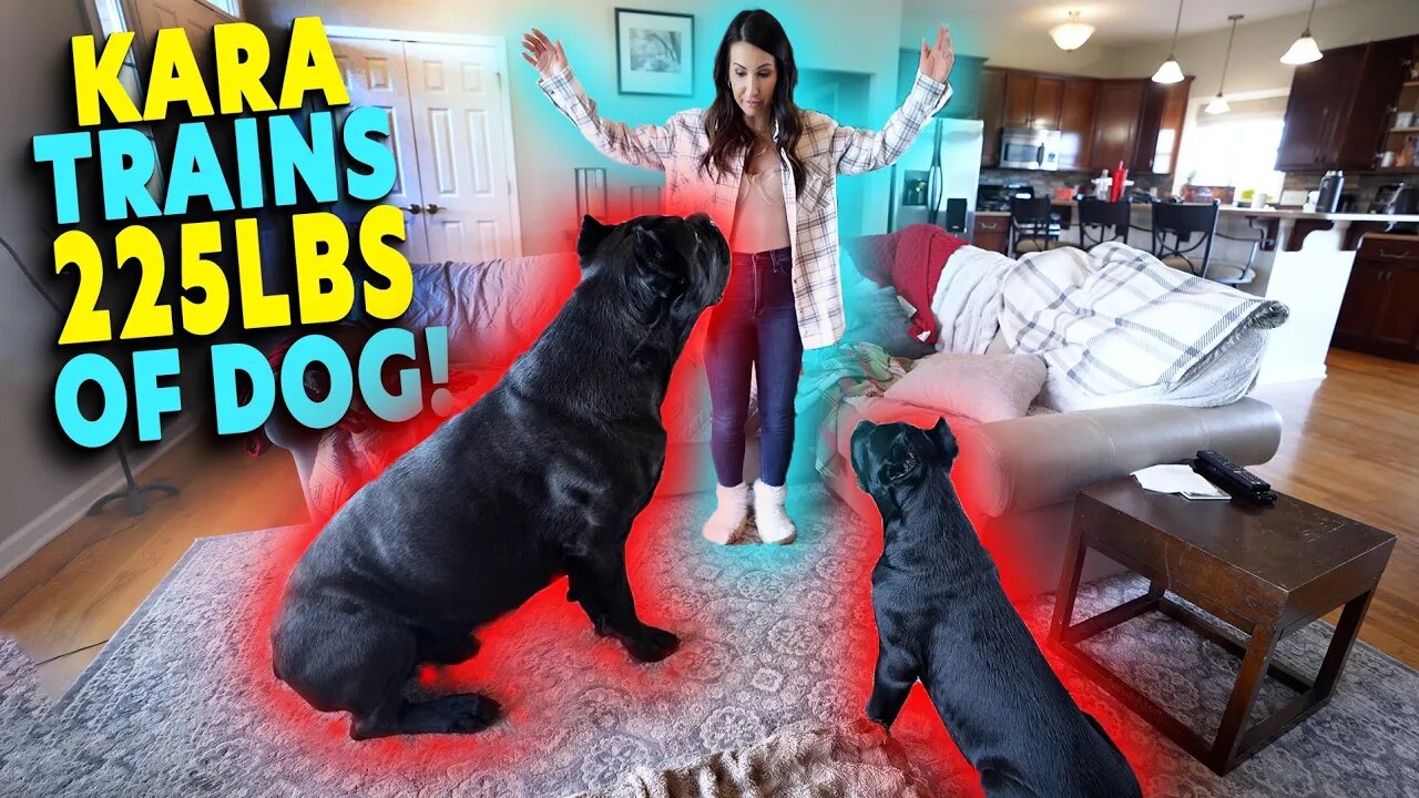 Kara Trains 225 lbs Of DOG! Cane Corso