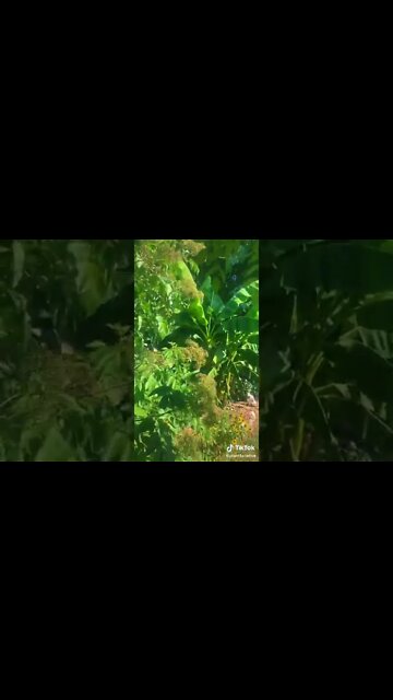 This Banana Tree Is Extremely Cold Hardy!!