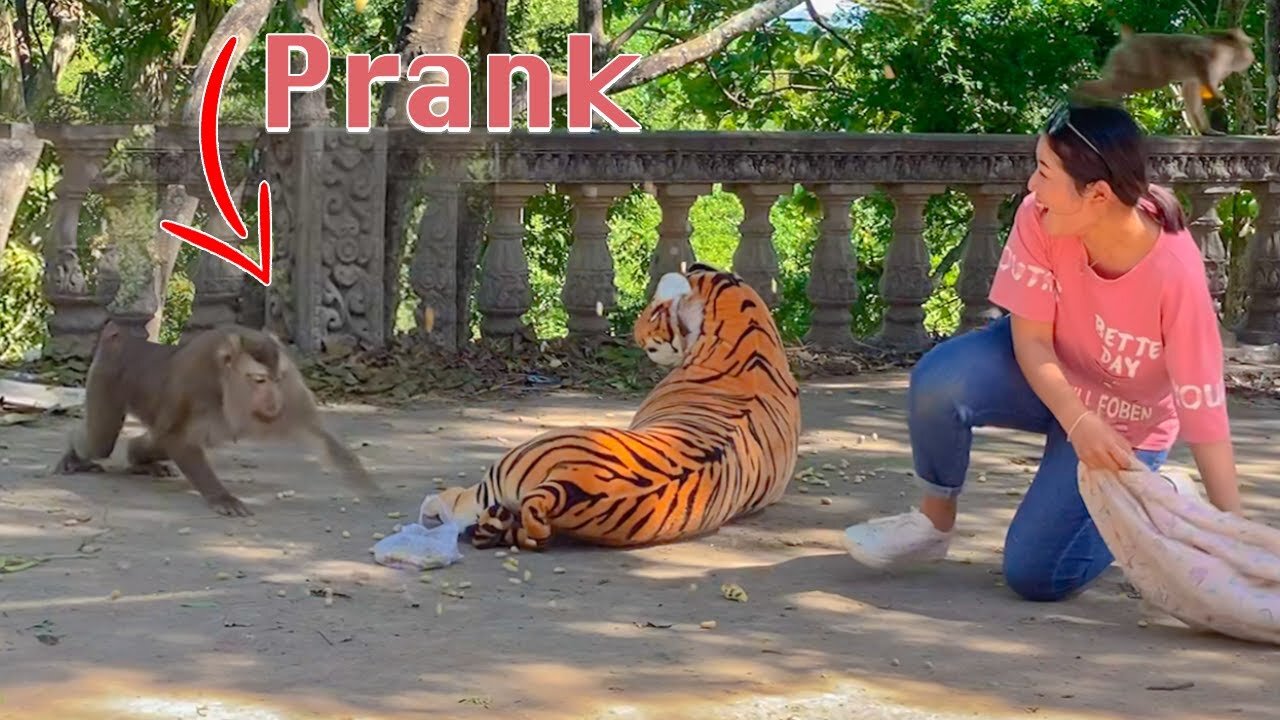 Fake Tiger Prank On Monkey So Funny