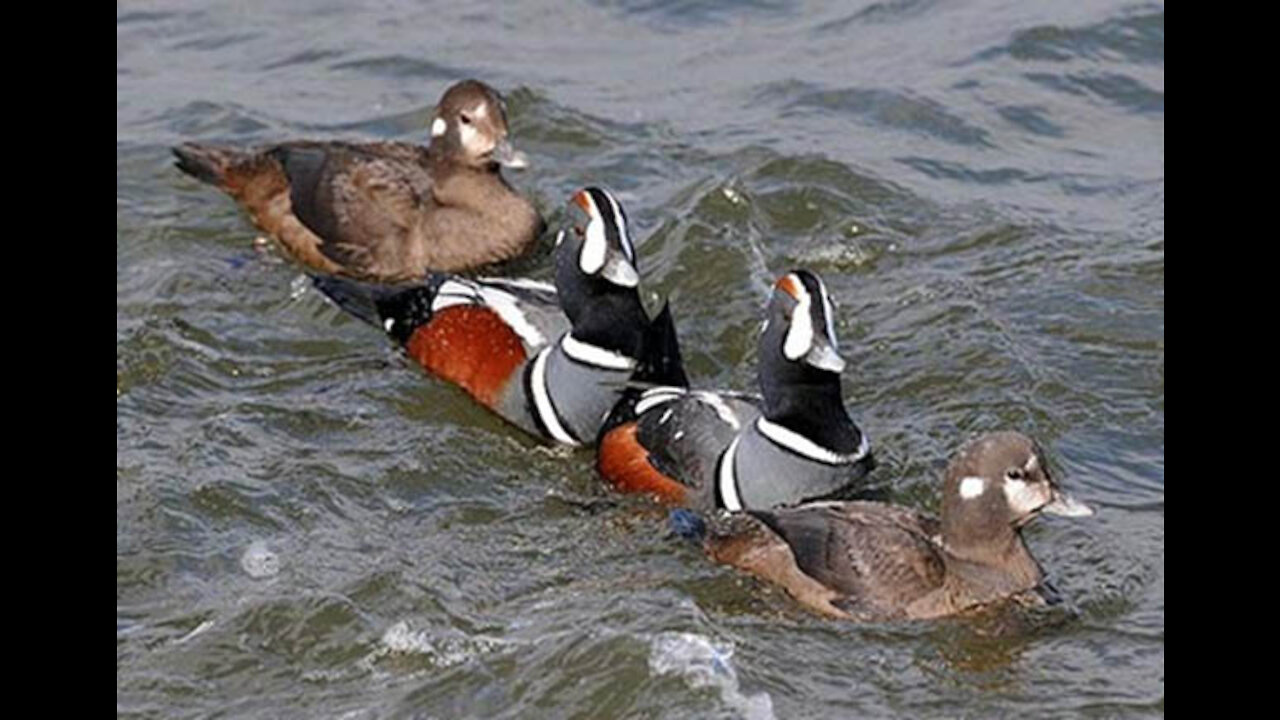 Duck waterfowl fun diving