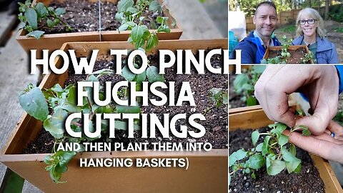 😃 How to Pinch Fuchsia Cuttings (and Plant Them) 😃