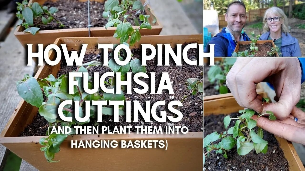 😃 How to Pinch Fuchsia Cuttings (and Plant Them) 😃