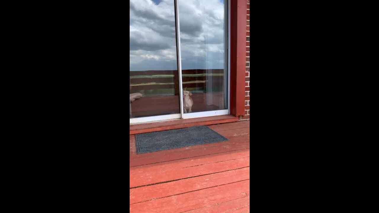 Hot Dog Window Licker