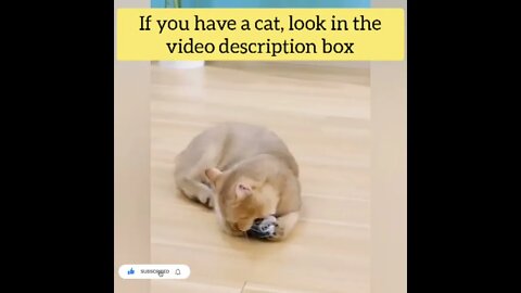 cute cat videos 😹 funny videos 😂155