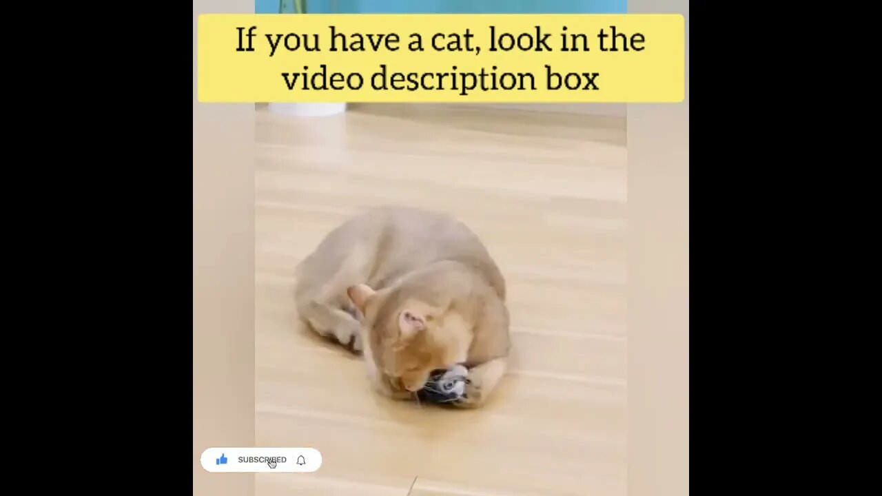 cute cat videos 😹 funny videos 😂155