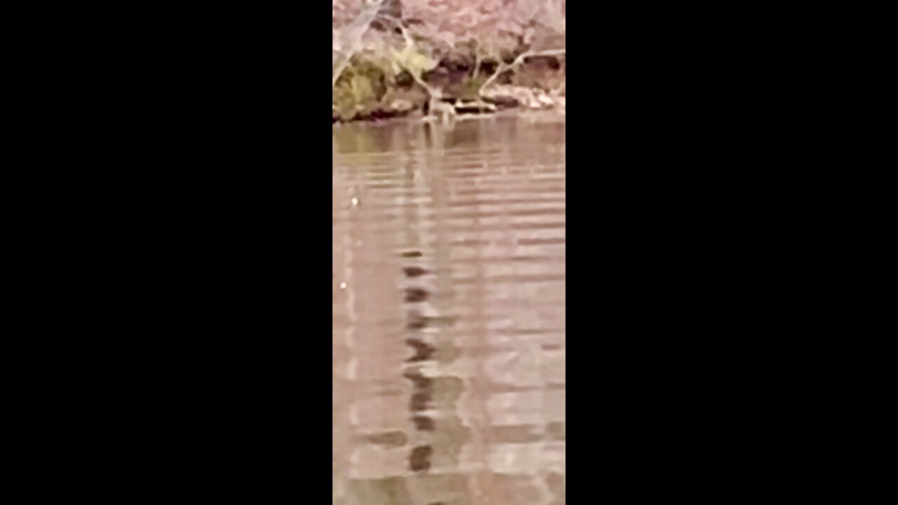 Whitetail deer swimming river in Alabama like it’s a small creek