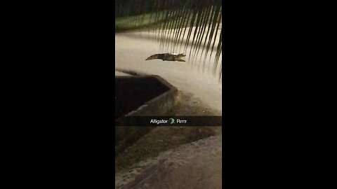 Wild Alligator