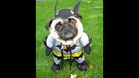 Funny animals compilation. Dog Batman 😁