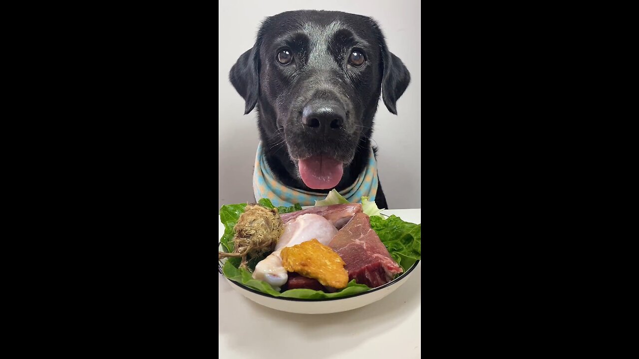 🐾 What Did Zorro Eat Today 😋 #Labrador #CutePetDiaries #PuppyLove #Shorts #ASMR #Dog #Pet #Pets