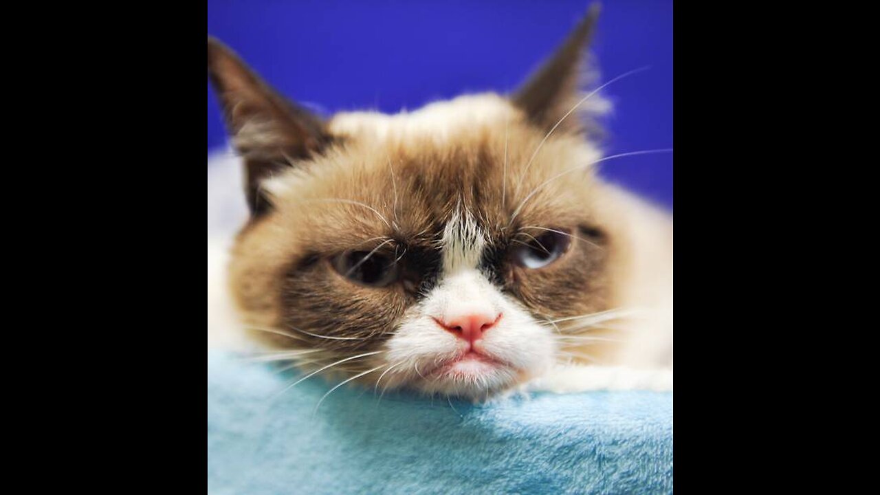 Try not to laugh 🤣 Funny animals 🐈
