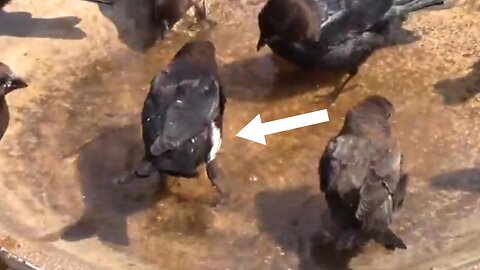 Rare Bird Sighting! Two Piebald Brown-headed Cowbirds Seen in One Day.