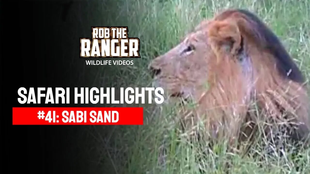 Safari Highlights #41: 06 - 09 May 2010 | Sabi Sand Nature Reserve | Latest Wildlife Sightings