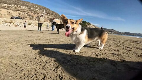 November Corgi Party