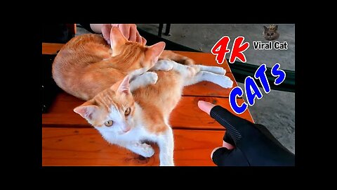 Funny Cats And Kittens Life 4K Quality Video