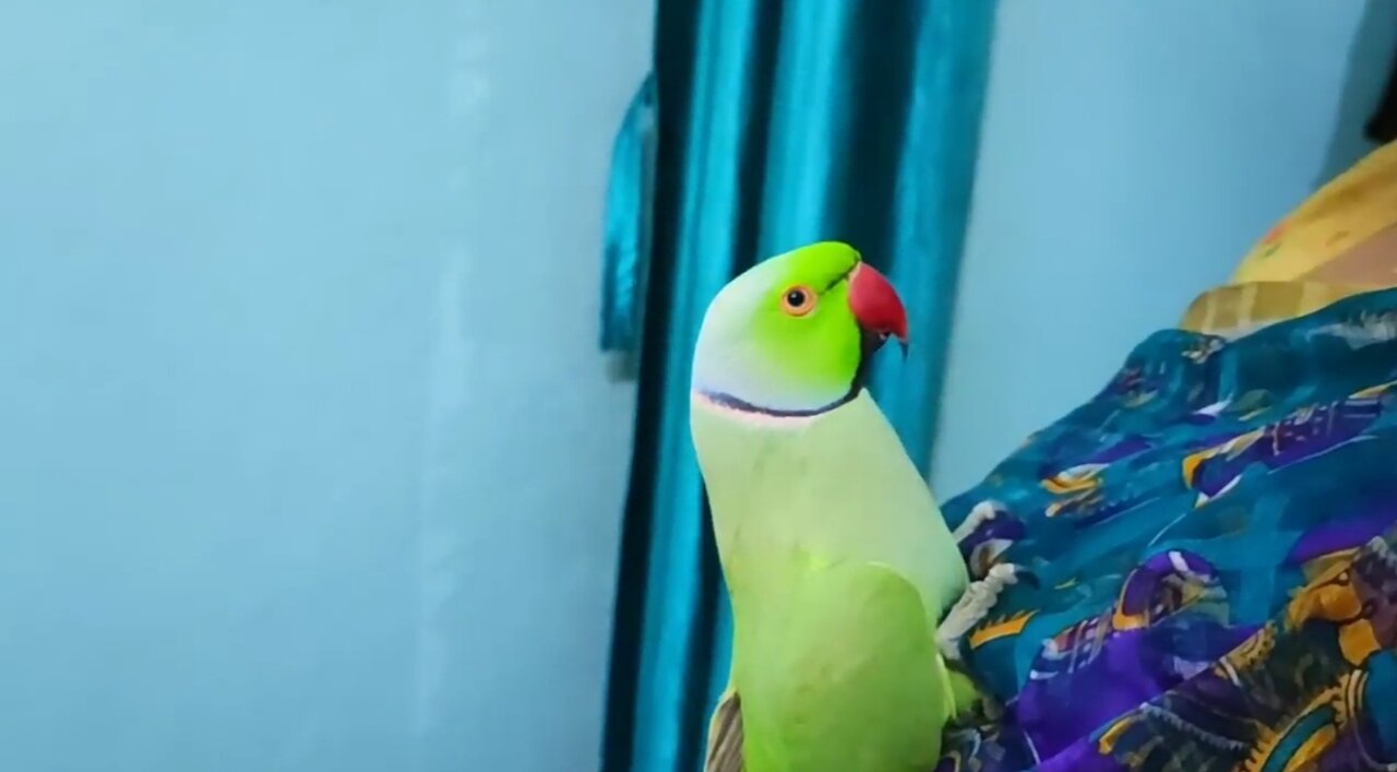 Parrot speaking