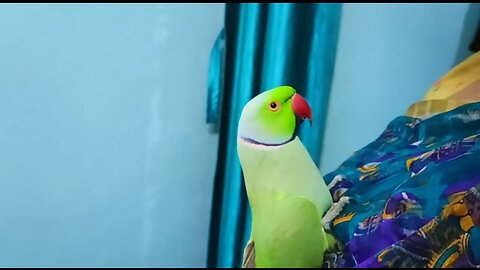 Parrot speaking