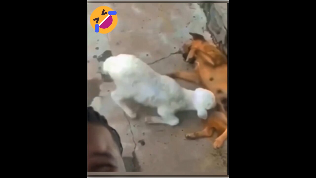 Funny animal videos (Part 18)