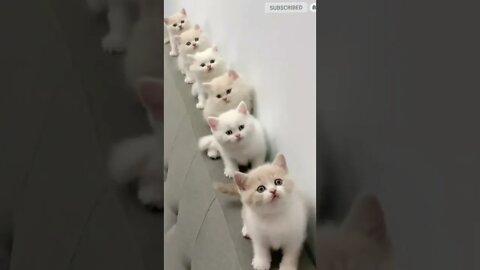 funny cat videos | cute cat videos| cute animals funny cats #shorts #shortsfunny #cutecat #funnycat