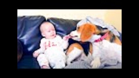 This dog was left alone with the baby, but the family was filming his behavior