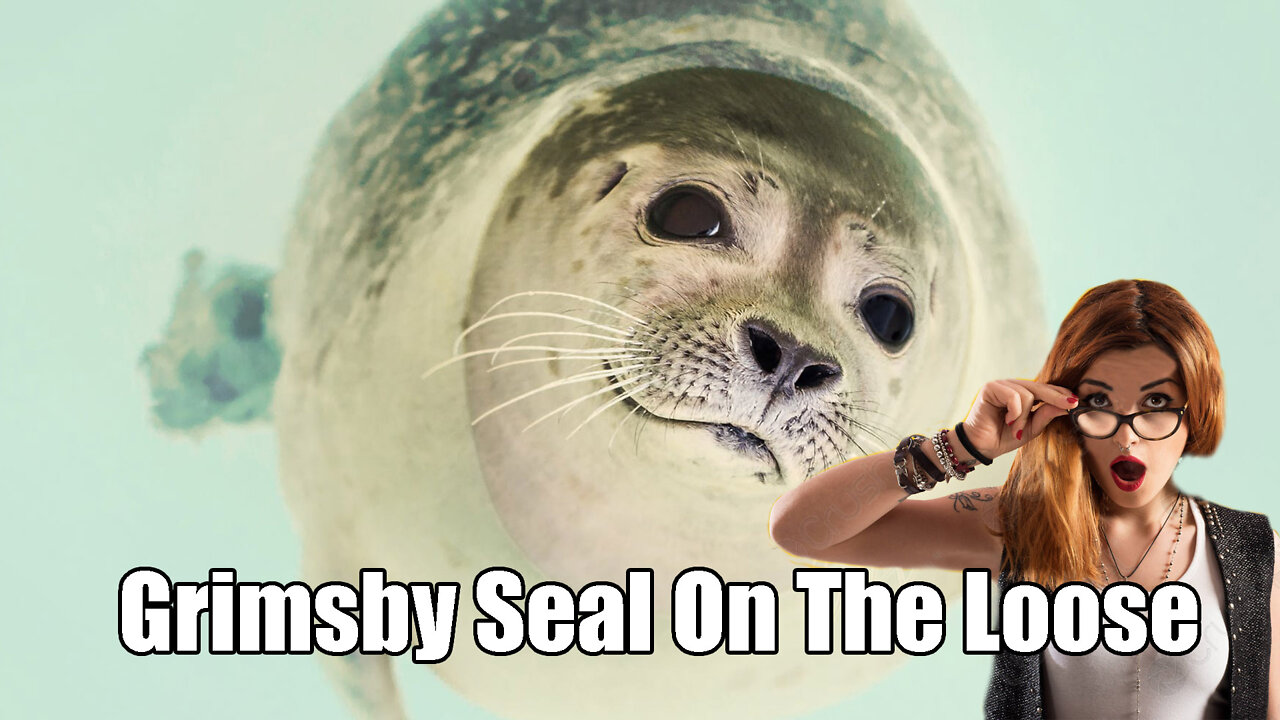 Grimsby Seal out On The Loose in Great Britain