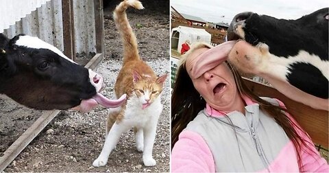 Funniest animals😂 videos you have ever seen😂😂2022