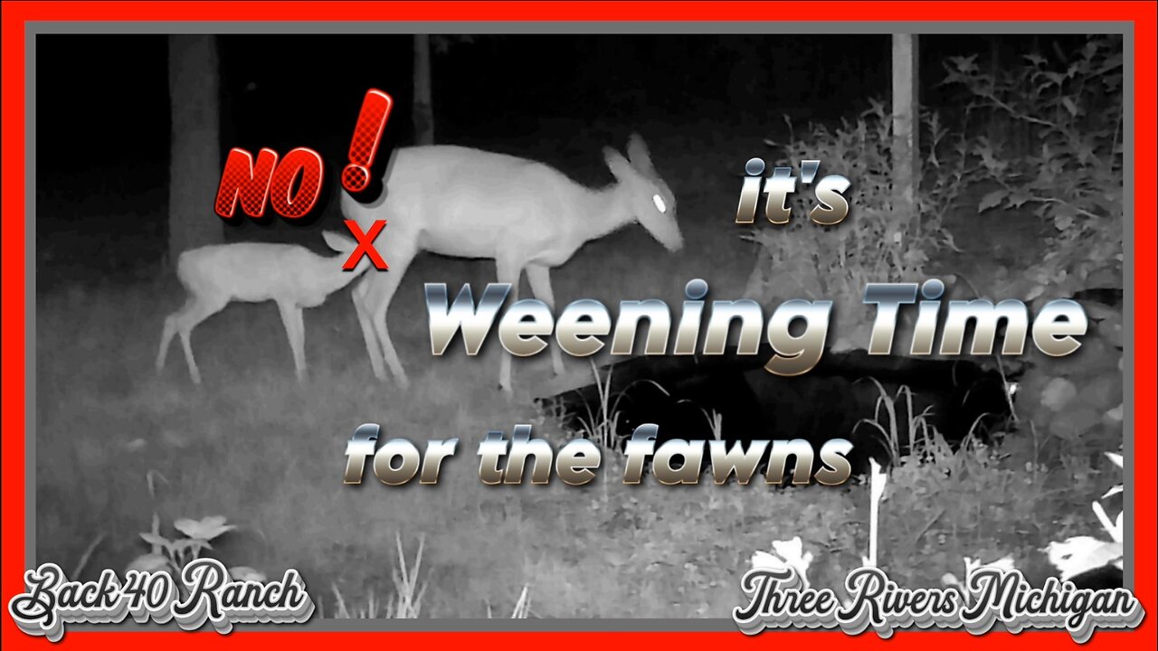 Weening time for the Fawns