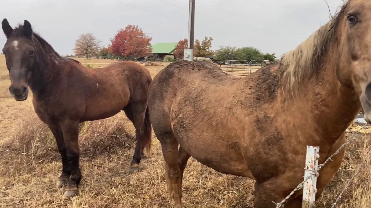 Had A Warm Spell Here In Texas - Buddy Took A Mud Roll & Is Now Muddy Buddy