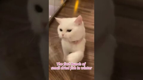funny cat videos | cute cat videos| cute animals funny cats #shorts #shortsfunny #cutecat #funnycat