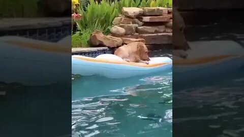 DOG SURFING