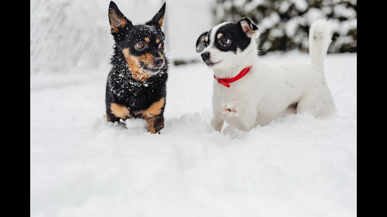 Food good for your puppies
