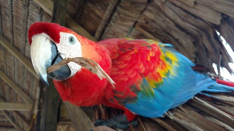 Bird Parrot Ara Ressort Tropical Bill Coloré