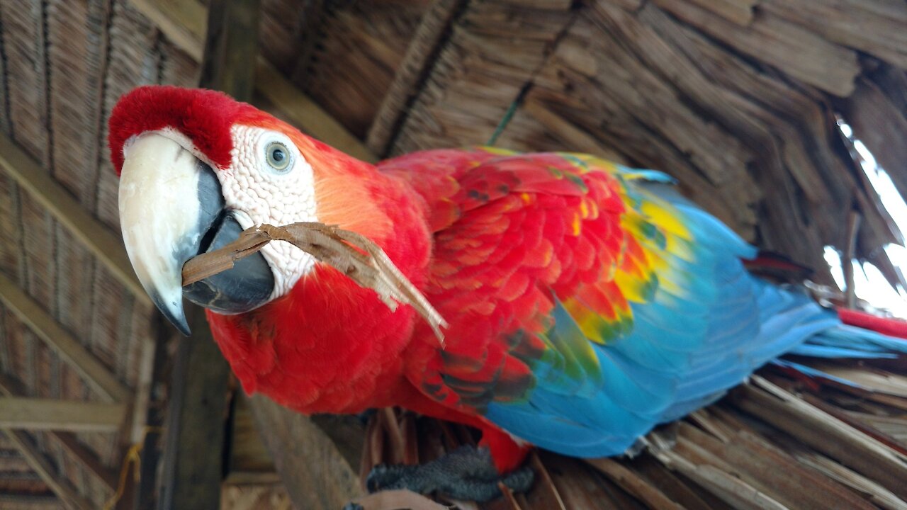 Bird Parrot Ara Ressort Tropical Bill Coloré